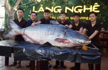 Cá tra dầu khủng 170 kg có một không hai đã về tại Làng Nghệ